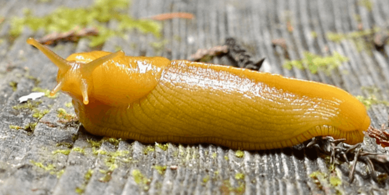 Clipart:31udzolynew= Banana Slug