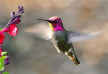 Simple:59tth1n--Sw= Hummingbird