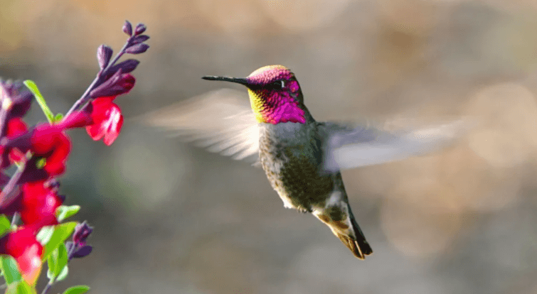 Simple:59tth1n--Sw= Hummingbird