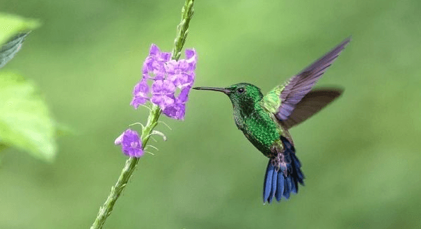 Simple:59tth1n--Sw= Hummingbird