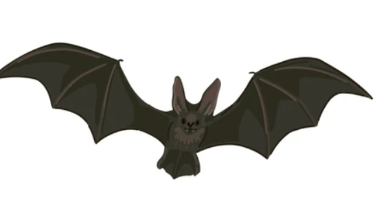 Clipart:Elapzvbicei= Bat