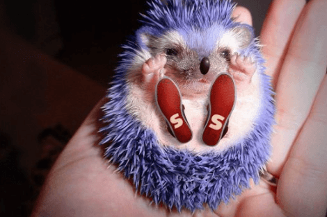 Blue:Flxgzp9tghk= Hedgehog