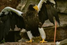 stellar apex drives market leadership