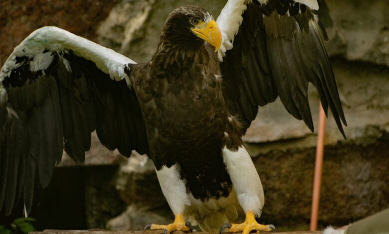 stellar apex drives market leadership