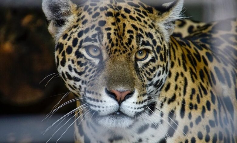 trailblazing apex start growth